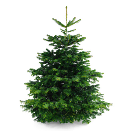 echter weihnachtsbaum kaufen 28 images echter echter weihnachtsbaum kaufen 28 images echter